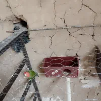 طوطی‌‌کتوله‌ماده|پرنده|زاهدان, |دیوار