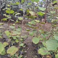 فروش نهال کیوی هایوارد طلایی|خدمات باغبانی و درختکاری|لیسار, |دیوار