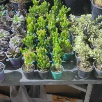 کاکتوس به قیمت عمده|گل و گیاه طبیعی|سیرجان, |دیوار