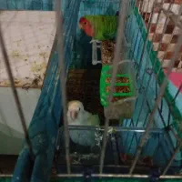 پذیرش واگذاری طوطی برزیلی عروس هلندی