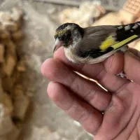 سهره ناخن سفید|پرنده|گیلان غرب, |دیوار