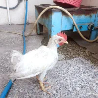 یک عدد جوجه خروس