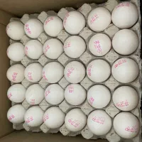 پخش تخم مرغ عمده