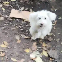 سگ بازیگوش و سالم پاکوتاه