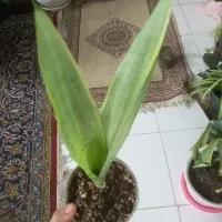 گل های خانگی‌و ریشه پر