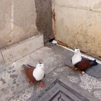 یک جفت کلاغ سرخ