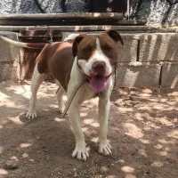 سگ پیتبول و امریکن بولی|سگ|تبریز, |دیوار