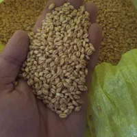 گندم سالار مادری|عمدهفروشی|کوثر, |دیوار