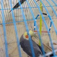 یه جفت عروس هلندی|پرنده|اطاقور, |دیوار