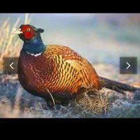 یه عدد حیوان پاکستانی کمشده