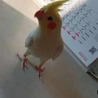 عروس هلندی گم شده