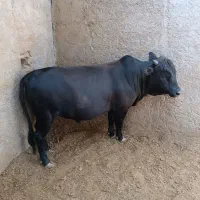 قصاب سلاخ|خدمات پذیرایی، مراسم|اسلامشهر, شهرک واوان|دیوار