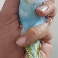 جوجه مرغ عشق اسپانگل