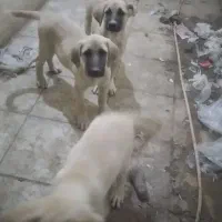 واگذاری توله های سرابی اصل|سگ|عجب شیر, |دیوار