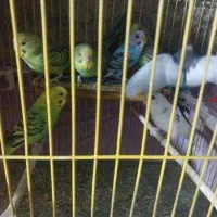 مرغ عشقان مرتب تمیز جفتی ۲۵۰|پرنده|نورآباد ممسنی, |دیوار