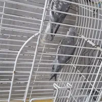 فروش طوطی نژاد دار وایت و صدفی