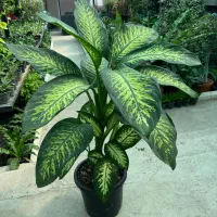 گل دیفن باخیا در رشت