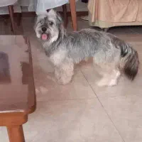 شیتزو تریر|سگ|رشت, شهرک شهید رجایی|دیوار