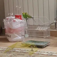 مرغ عشق جفت کاملاً دستی رام و اروم|پرنده|تهران, وحیدیه|دیوار