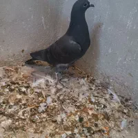 مغلف