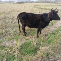 گاوباگوساله جنس