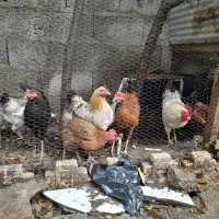 خروس معاوضه با مرغ|حیوانات مزرعه|رشت, کوی عرفان|دیوار
