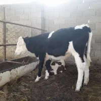 گوساله ماده جنس شیری