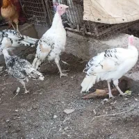 بوقلمون زیرمرغی امسالی|حیوانات مزرعه|بم, |دیوار