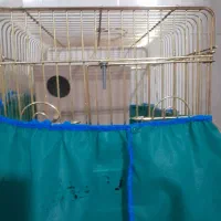 کوتوله بریزیلی نرو ماده|پرنده|قم, شهرک فاطمیه|دیوار