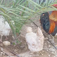 فروش مرغ  و خروس