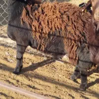 فروش بره نر همو زیگوت درجه یک|حیوانات مزرعه|بسطام, |دیوار