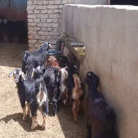 فروش بزغاله