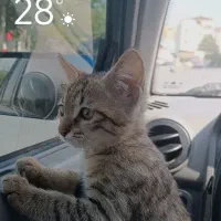 گمشده