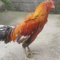 خروس لاری