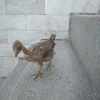 جوجه مرغ ۳ ماهه سالم