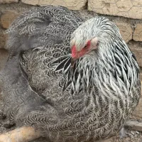 تخم نطفه دار برهما