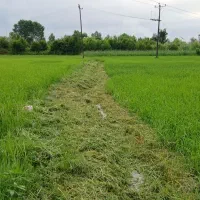 سم پاشی با دستگاه سمپاش|خدمات باغبانی و درختکاری|رشت, توشیبا|دیوار