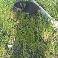 سگ روتفایلر