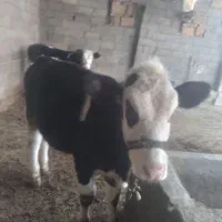 تلیسه جنس مونت بیلیارد جنس درجه یک