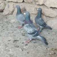 پلاکی مسافتی گرفتنی