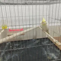 عروس هلندی|پرنده|گالیکش, |دیوار