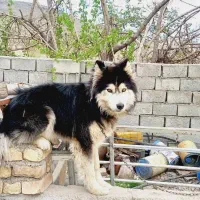 سگ هاسکی|سگ|نیشابور, مازول|دیوار