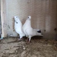 11عدد کفتر پرشی|پرنده|خلخال, |دیوار