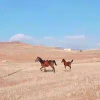 دوعدد اسب کورد|اسب و تجهیزات اسبسواری|اسلامشهر, شهرک احمدیه|دیوار