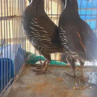 بلدرچین کالیفرنیا سالم وبشرط
