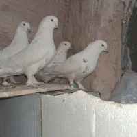 سفید پور|پرنده|شهرکرد, |دیوار