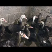 اردک اسرائیلی