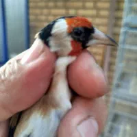 سهره تک وتعداد