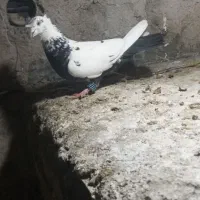 دمبی دو کاکل ماده