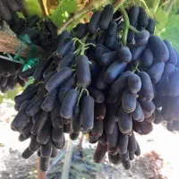 نهال انگور موندراپ بیدانه|خدمات باغبانی و درختکاری|تاکستان, |دیوار